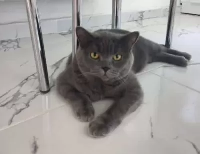 Muhteşem Tonda Ns24 British Shorthair