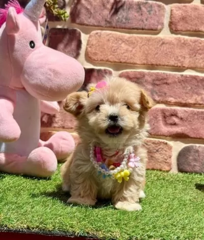 Veteriner Kontrollü Maltipoo Yavrular