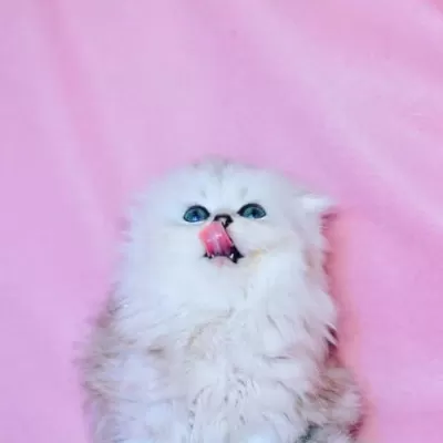 Beyaz Yumak Ns1133 Scottish Fold Longhair