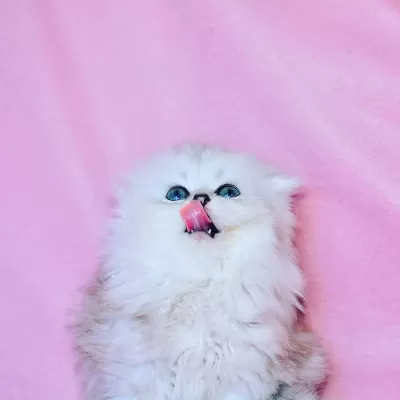 Ucretli Sahiplendirme Mini Scottish Fold