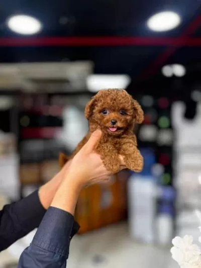 Redbrown Kore Toy Poodle Yavrusu