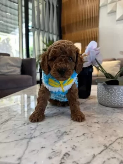 Kore Güzeli: Secereli Micro Boy Kore Toy Poodle Yavrusu