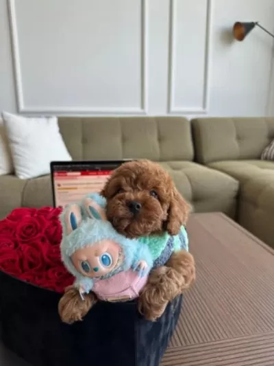 Irk Ve Sağlik Garantili Poddle Bebekler