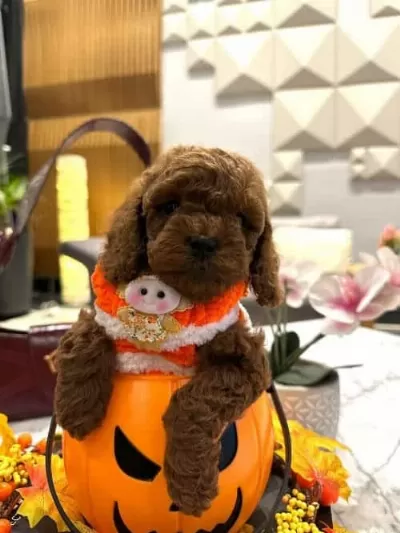 Masal Güzeli Secereli Micro Boy Toy Poodle Yavrusu