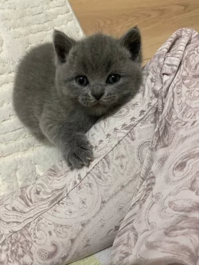 British Shorthair Yavrular