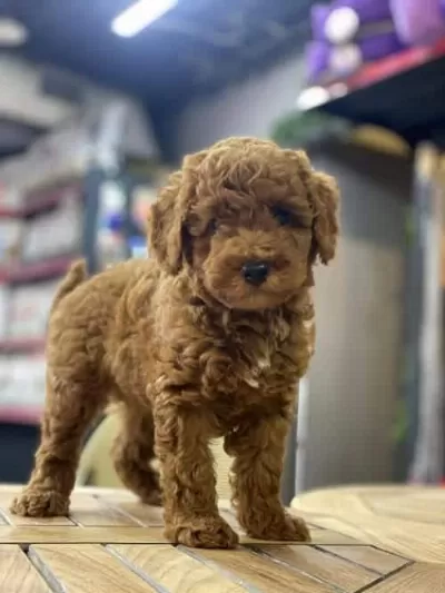 Teacup Toy Poodle Red Brown