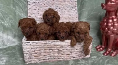 Antialerjik Irk Toy Poodle Yavrular