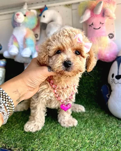 Maltipoo Ultra Mini Ve Teacup Yavrularımız