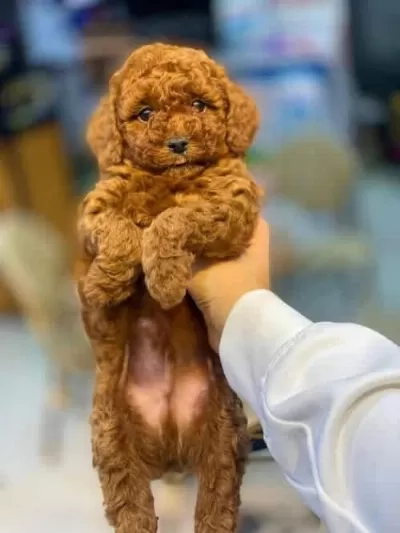 Orjinal Toy Poodle 3 Aylık Yavru