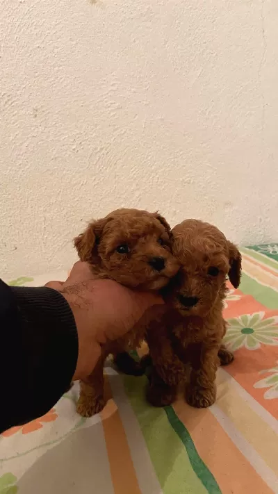 Toy Poodle Sevimli Safkan Yavrular
