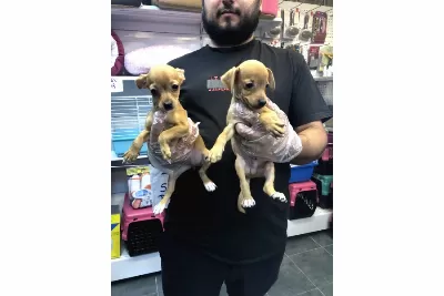 7 Aylık Dişi Minyatür Pincher Köpek