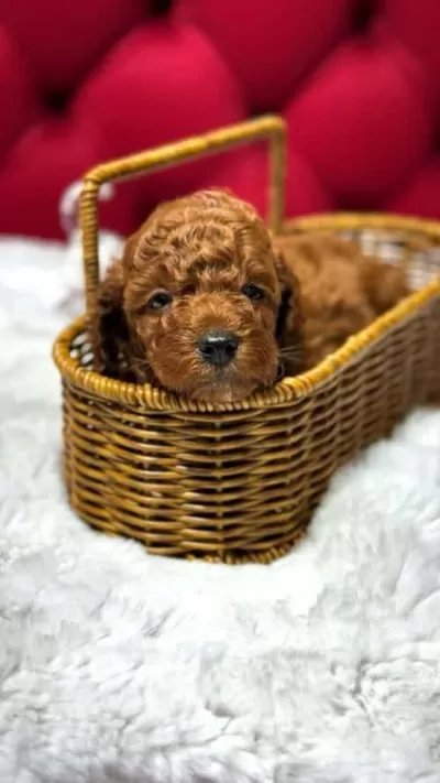 Micro Kore Kan Toy Poodle