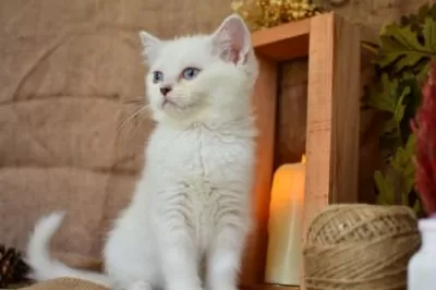 Pamuğumuz Mavi Göz Ns1133 British Shorthair