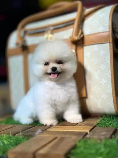 Tatlımı Tatlı Boo Surat Yavrumuz
