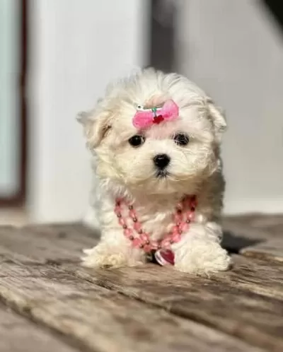 Tatlı Ve Güzel Kızım Bella