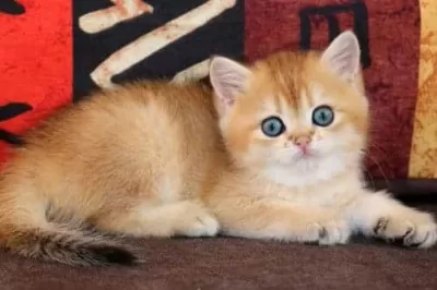 Show Güzellikte Lynx British Longhair