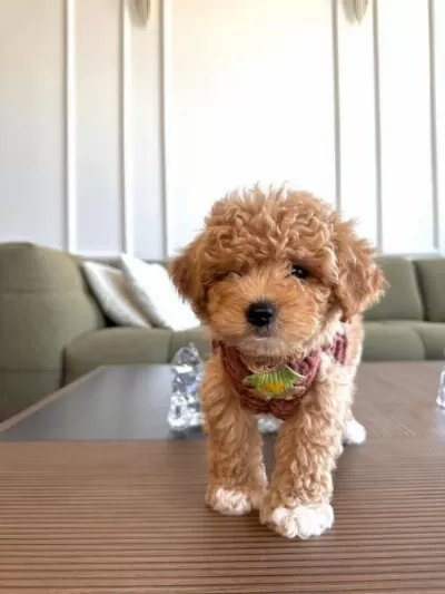 Xs Maltipoo Erkek Yavrumuz Poodle Kalitesinde