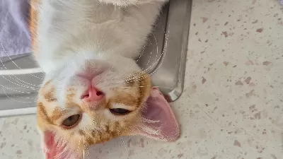 4 Aylık Bal Gözlü Miniğin Ailesi Olur Musunuz