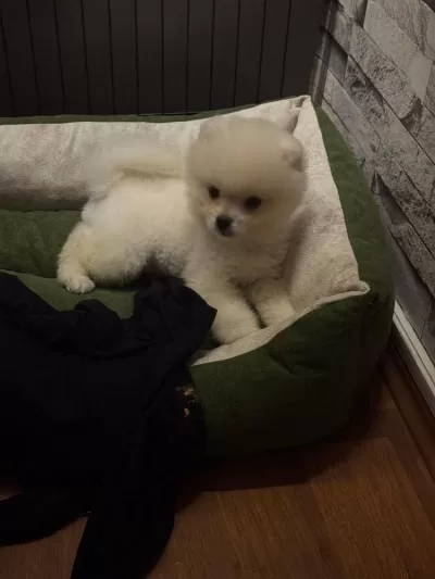 Irk Garantili Pomeranian Boo Yavruları