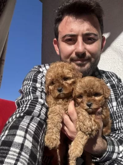 Evinizin Yeni Neşesi Maltipoo Yavrularımız