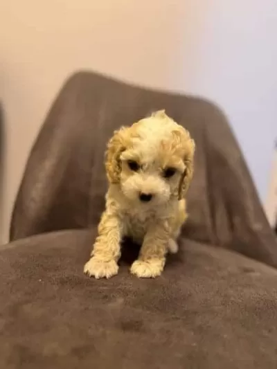 Minnoş Maltipoo Yavrumuz