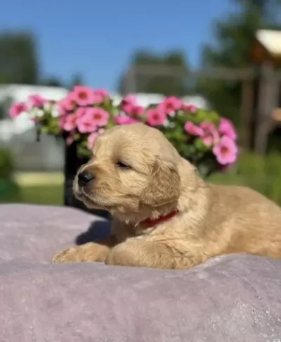 Golden Retriever Kız Sahiplendirme İlanı
