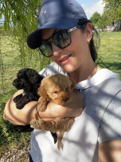 Toy Poodle Safkan Arayanlara Özel