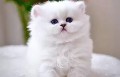 Patili Melek Silver British Shorthair Yavrumuz