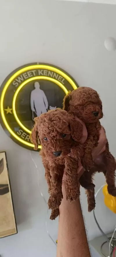 Kore Kan Toy Poodle Erkek Yavru