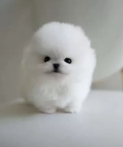 Pamuk Gibi Tüy Yapısı Ile Kendine Aşık Eder Pomeranian