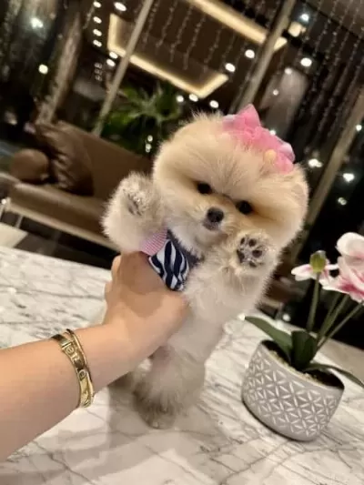 Orjinal Secereli Toypoodle Bebek