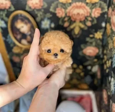Micro Poodle Yavrumuz
