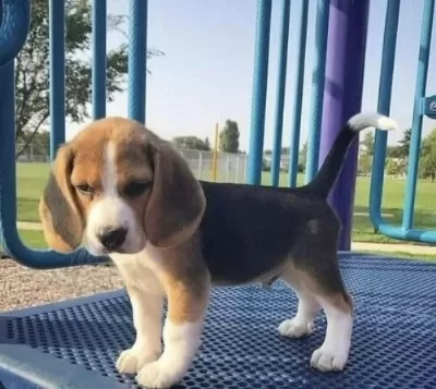 Orjinal Beagle Yavrularımız