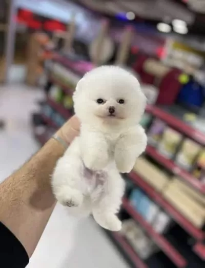 Baş Dudak Pomeranian Boo Yavru