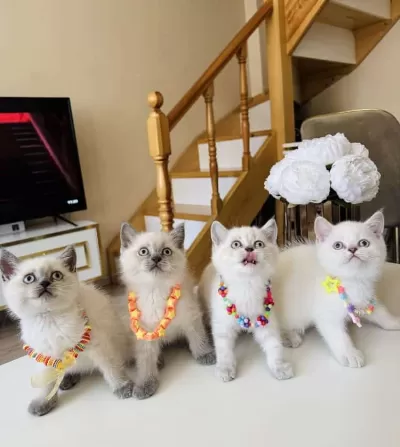 Güzeller Güzeli Ny12 Kızımız British Shorthair