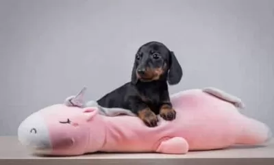 Her Renk Dachshund Yavrumuz Hazır