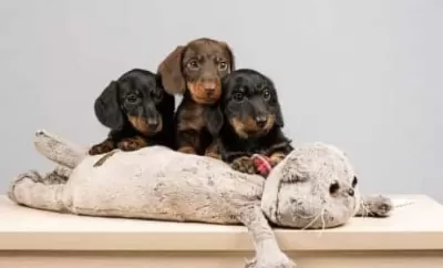 Dachshund Sosis Köpek Yavrular