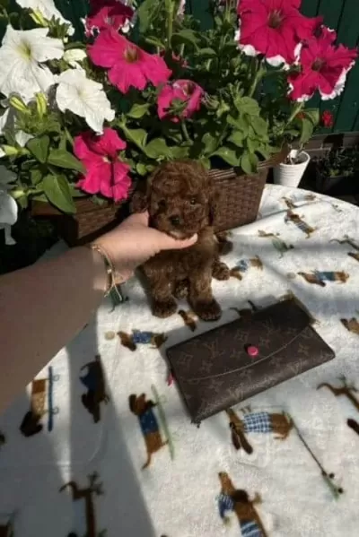 Bebek Gibi Bakımlı Oyuncu Toy Poodle