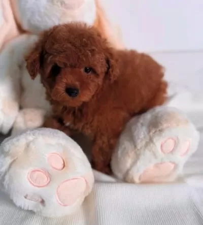 3 Aylık Toy Poddle Sahiplendirme