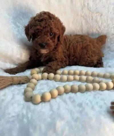 Toy Poodle Eğitimli Ve Sosyal Yavrular
