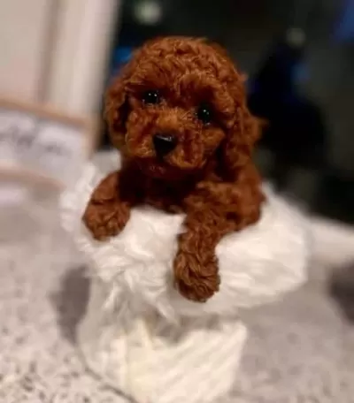 Sevgi Dolu Pofuduk Toy Poodle Yavrular