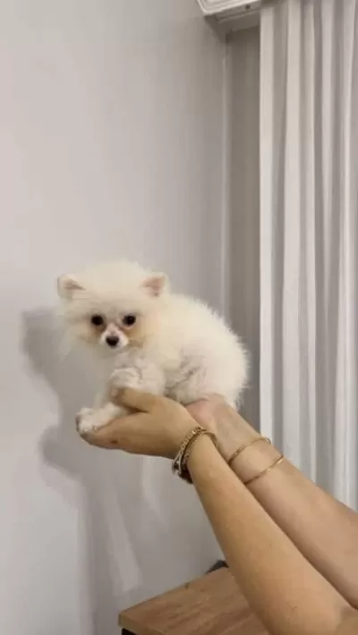 Orjinal Oyuncak Görünümlü Pomeranian Boo Yavruları