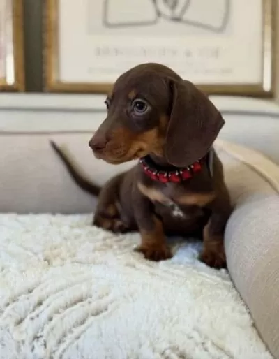 Oyuncu, Akıllı Dachshund Sosis Yavrular