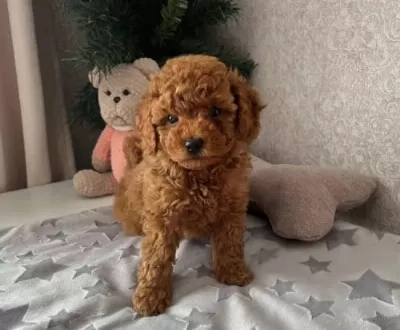Antialerjik Toy Poodle Kızıl Kahve Yavrular