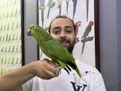 Konuşan Sarı Alınlı Amazon Papağanı