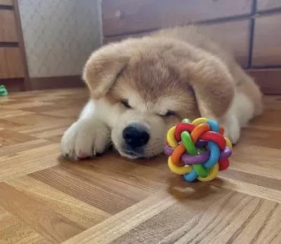 Resmi Işletmeden Japon Akita Yavrularımız