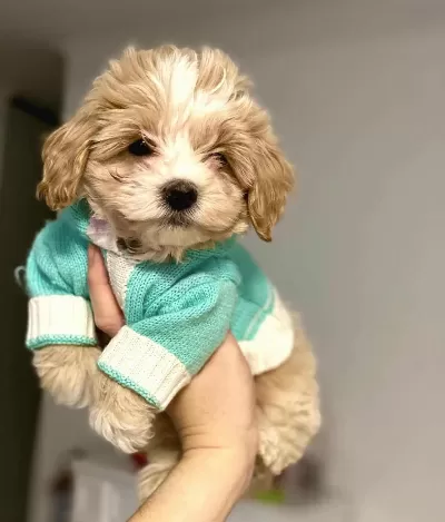 Sevimli Irk Garantili Maltipoo Yavruları