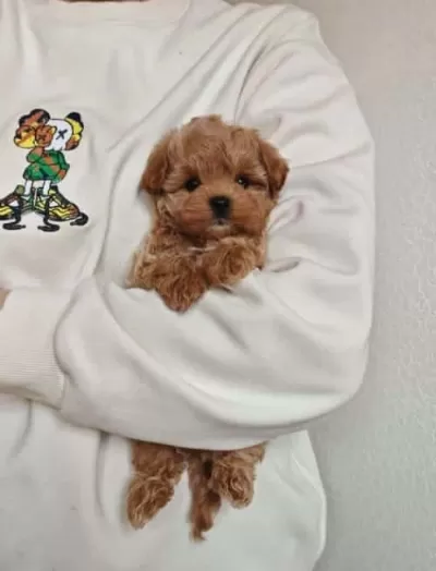 Bebek Surat Maltipoo Yavrularımız