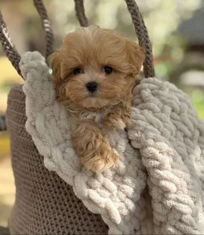 Tüy Dökmez Koku Yapmaz Maltipoo