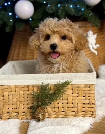Zeki Ve Eğitilebilir Maltipoo Yavrular
